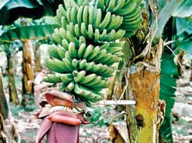 bananas-bunch.webp